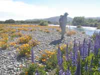 Vippers bugloss, Californian poppies and a fishing guide!