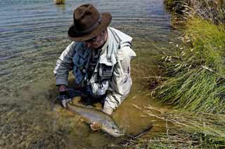 River trout in the South Island of NZ