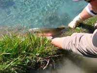 No harm done! This fish is released after a quick photo.
