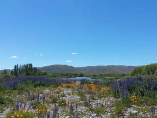 Flowering lupins on the Tekapo River bed.