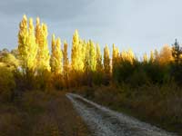 Autumn colours on the way back from the river