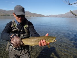 Fly fishing trout in beautiful New Zealand