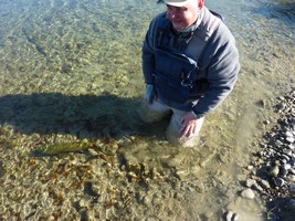 Fly fishing trout in beautiful New Zealand