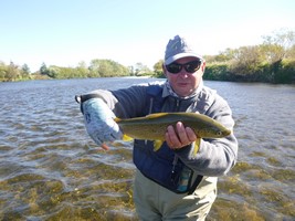 Fly fishing trout in beautiful New Zealand