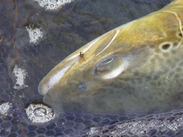 Fly fishing trout in beautiful New Zealand