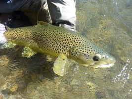 Fly fishing trout in beautiful New Zealand