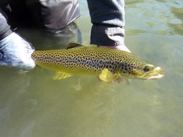 Fly fishing trout in beautiful New Zealand