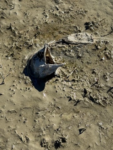 The unfortunate end for a spawning sockeye salmon