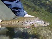 A beautiful trout.