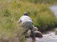 Alan rescuing sheep.