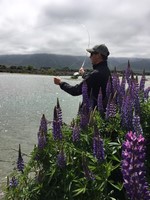 Fly fishing for trout in beautiful New Zealand