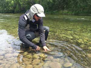 Holding the fish gently into the current