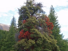 Mistletoe in beautiful New Zealand