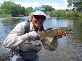 Fly fishing trout in beautiful New Zealand