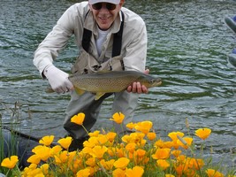 Californian poppies highlighting Paul's fine Tekapo brownie in beautiful New Zealand