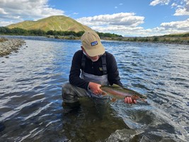 Fly fishing trout in beautiful New Zealand