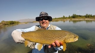 Fly fishing trout in beautiful New Zealand