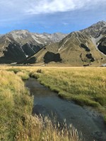 Fly fishing trout in beautiful New Zealand