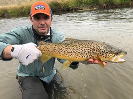 Fly fishing trout in beautiful New Zealand