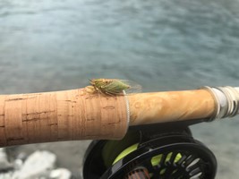 Fly fishing trout in beautiful New Zealand