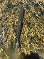 Fly fishing trout in beautiful New Zealand