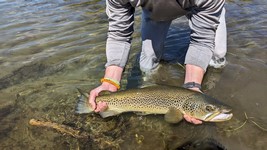 Fly fishing trout in beautiful New Zealand