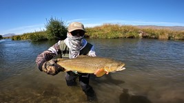 Fly fishing trout in beautiful New Zealand