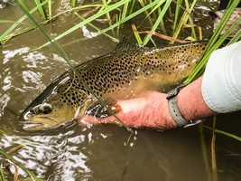 Fly fishing trout in beautiful New Zealand