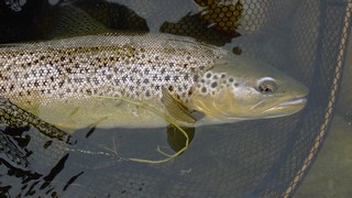 Nice brown trout in New Zealand