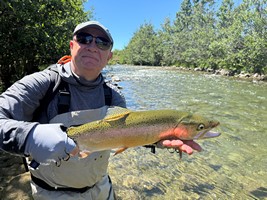Trout hooked by anglers fly fishing in the lakes and rivers at the foot of the Southern Alps in New Zealand.