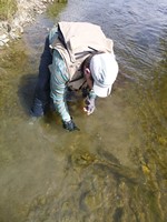 Fly fishing trout in beautiful New Zealand