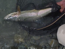 Fly fishing trout in beautiful New Zealand