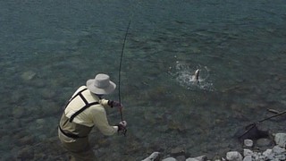 Fly fishing trout in beautiful New Zealand