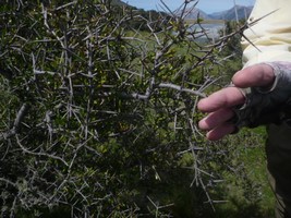 Fly fishing trout in beautiful New Zealand