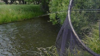 Fly fishing trout in beautiful New Zealand