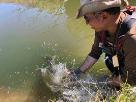 Fly fishing trout in beautiful New Zealand