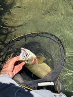 Fly fishing trout in beautiful New Zealand