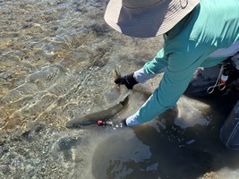 Fly fishing trout in beautiful New Zealand