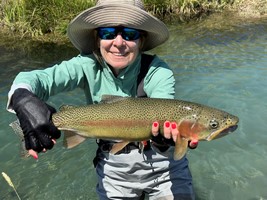 Fly fishing trout in beautiful New Zealand