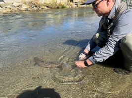 Fly fishing trout in beautiful New Zealand