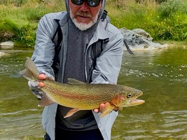 Fly fishing trout in beautiful New Zealand