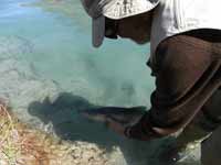 Releasing a trout.