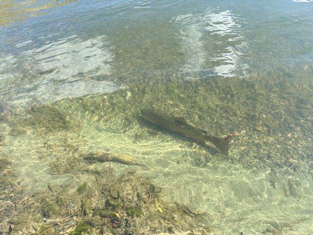 Taking a break before heading to deeper water.