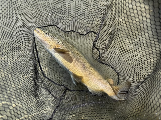 Bigger than it looks - 5lb+ from the back country.