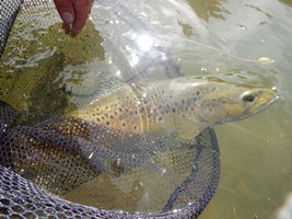 Fly fishing trout in beautiful New Zealand