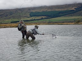 Fly fishing trout in beautiful New Zealand