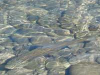 A Tekapo brownie about to be netted.