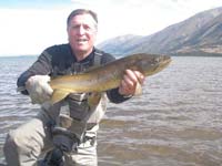 A quality NZ brown trout about to be released