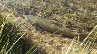 Fly fishing trout in beautiful New Zealand