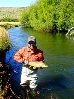 Fly fishing trout in beautiful New Zealand